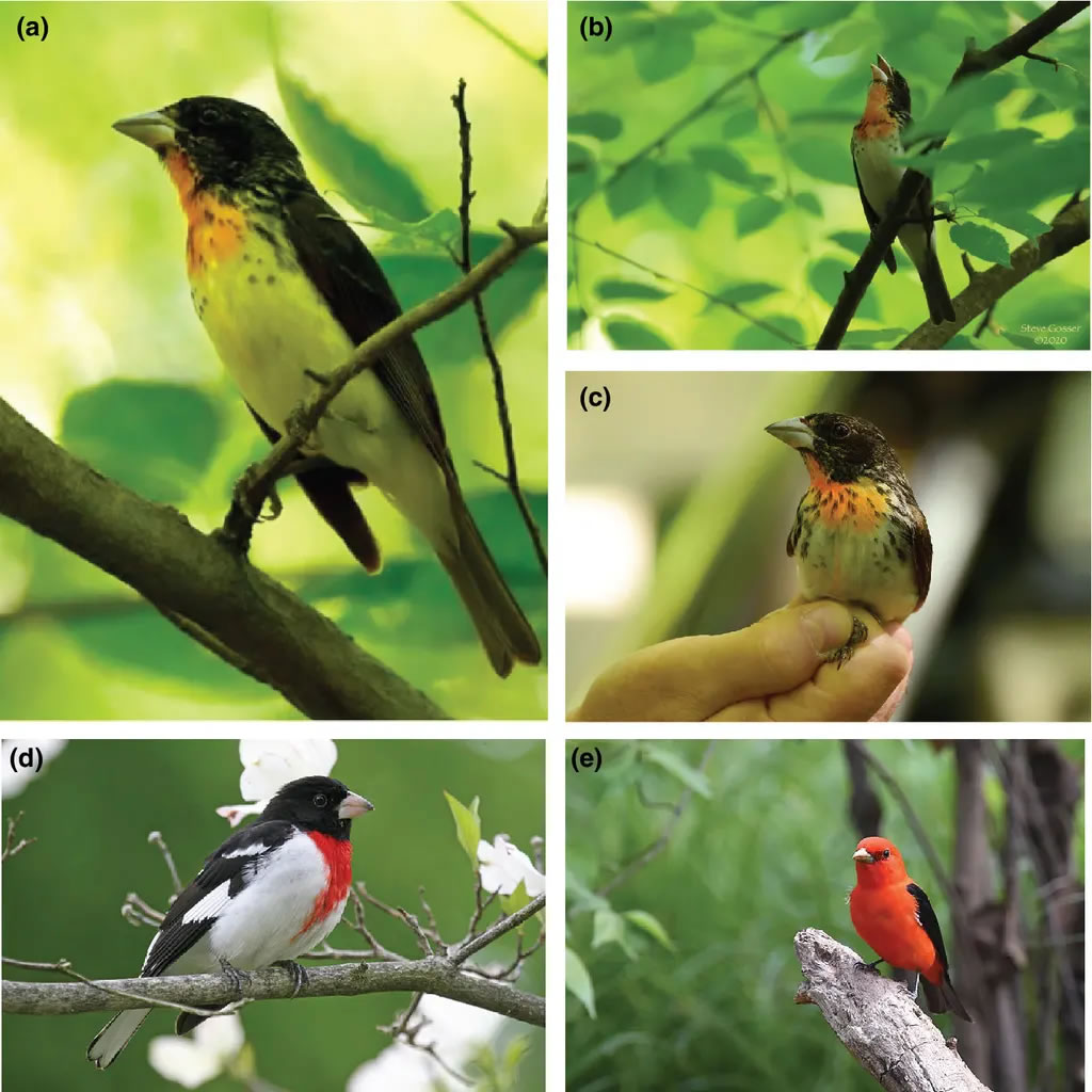鸟类学首次记录到的同类杂交：雌性玫胸白斑翅雀与雄性猩红丽唐纳雀孕育雌性后代