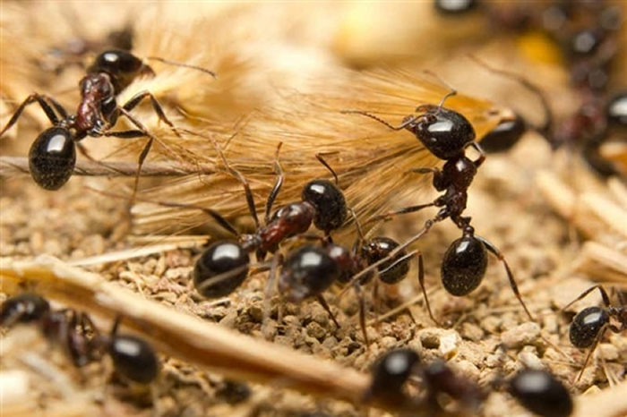 科学家最新估算指出地球上的蚂蚁数量大约有2万兆只