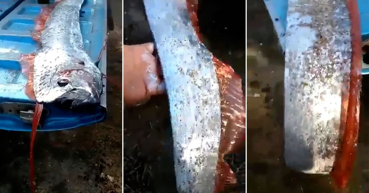 墨西哥渔民在锡那罗亚捕获超级巨大的皇带鱼 当地民众担心可能有大地震发生