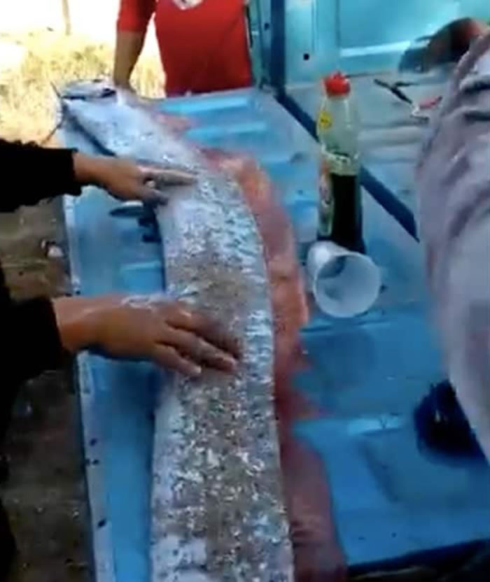 墨西哥渔民在锡那罗亚捕获超级巨大的皇带鱼 当地民众担心可能有大地震发生
