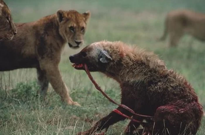 非洲坦桑尼亚塞伦盖蒂国家公园鬣狗遭狮子围攻竟自我掏肛想吓退敌人