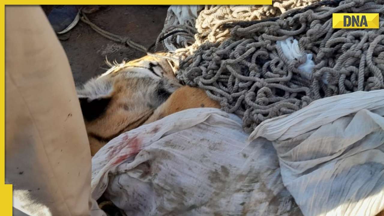 印度北部比哈尔省的昌帕兰地区老虎咬死9人 被猎杀后遭村民拳打脚踢