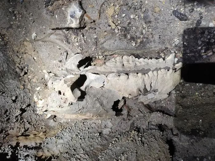 湖南湘西龙山县洞穴发现大熊猫骨骼化石