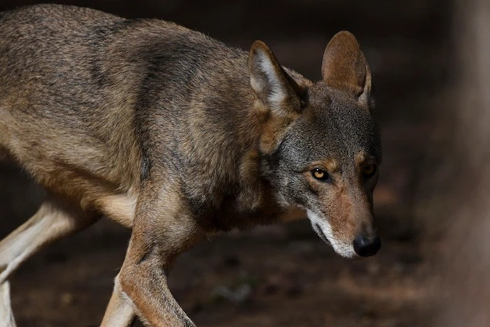 露比是田纳西州查塔努加(Chattanooga)沉思骑行植物园暨自然中心(Reflection Riding Arboretum and Nature Cent