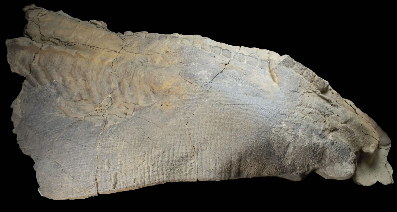 美国北达科他州发现的恐龙木乃伊皮肤保留6700万年前鳄鱼咬痕