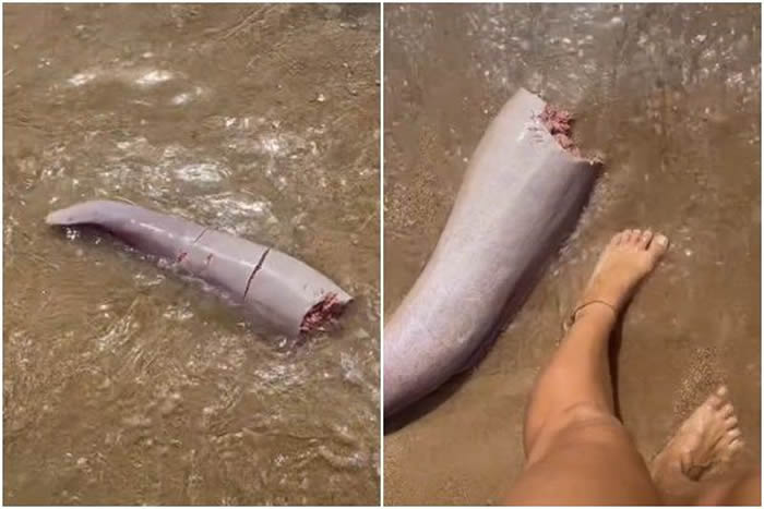 澳洲女网友在昆士兰州磁岛海滩发现诡异肉质棒状物 海洋生物专家：被咬下的鲸鱼阴茎