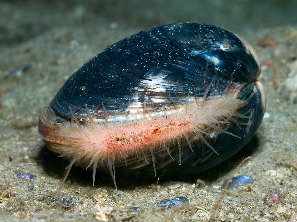 几百年前的蛤蜊壳研究表明北大西洋或正在接近一个新的“临界点”
