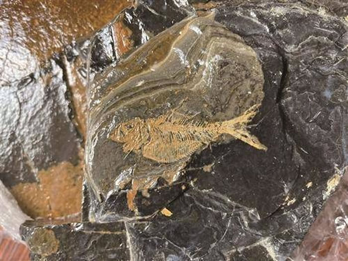 浙江省台州临海发现距今1亿多年的白垩纪鱼化石