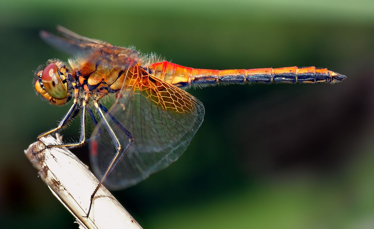 蜻蜓是自然界最成功的捕食者 捕获率高达95%