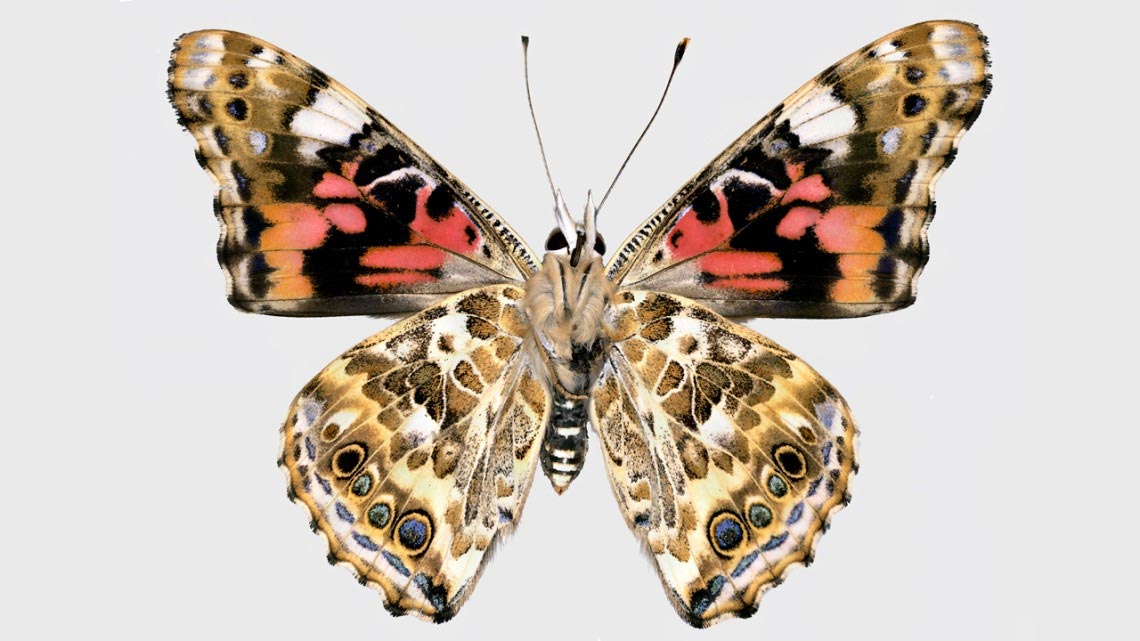 基因编辑的蝴蝶突变体揭示古代