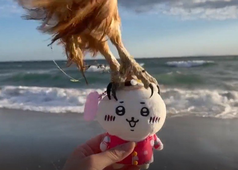 韩国女子到日本旅游 公仔遭黑鸢夺走后成功寻回