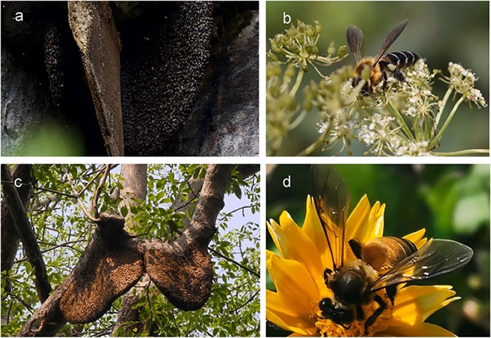 绘制21000年来两种重要授粉巨型蜜蜂的变化分布图