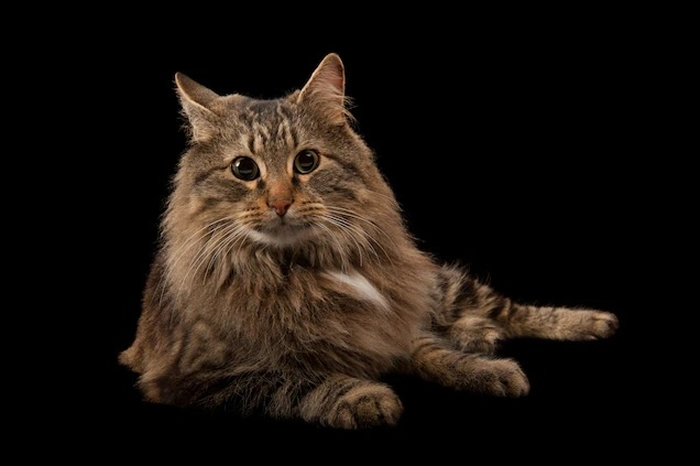 研究显示猫可以分辨识自己主人和陌生人的声音