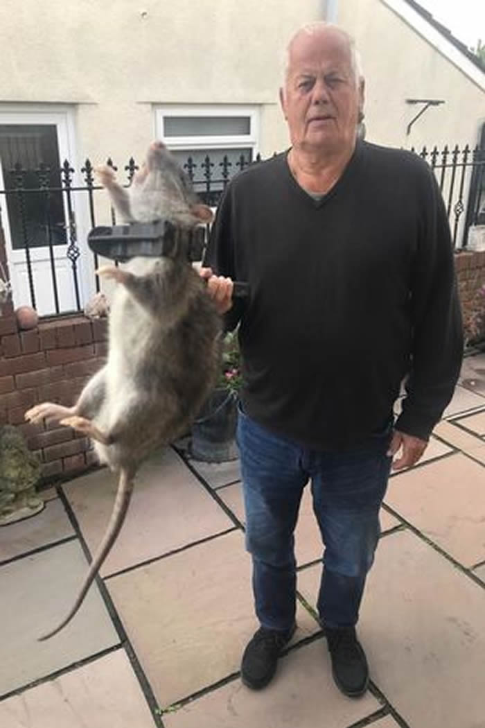 英国82岁老翁抓到一只45公分长的巨大老鼠王