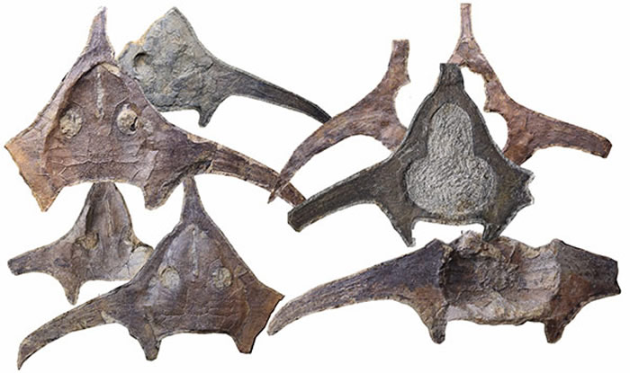 ������ѧ��¼����4.1����ǰ���������������㻯ʯ��ʾ�����ؼ������ݻ�