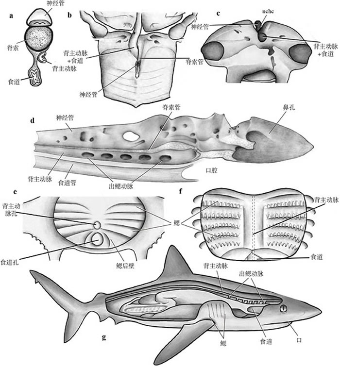 ������ѧ��¼����4.1����ǰ���������������㻯ʯ��ʾ�����ؼ������ݻ�