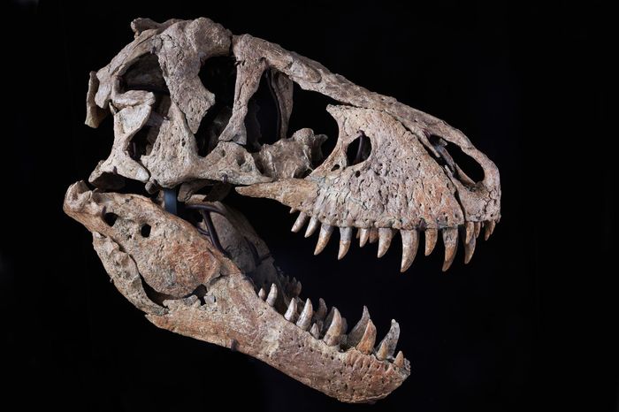美国纽约苏富比拍卖行将拍卖一具7600万年前的霸王龙头骨化石 估价或达2千万美元