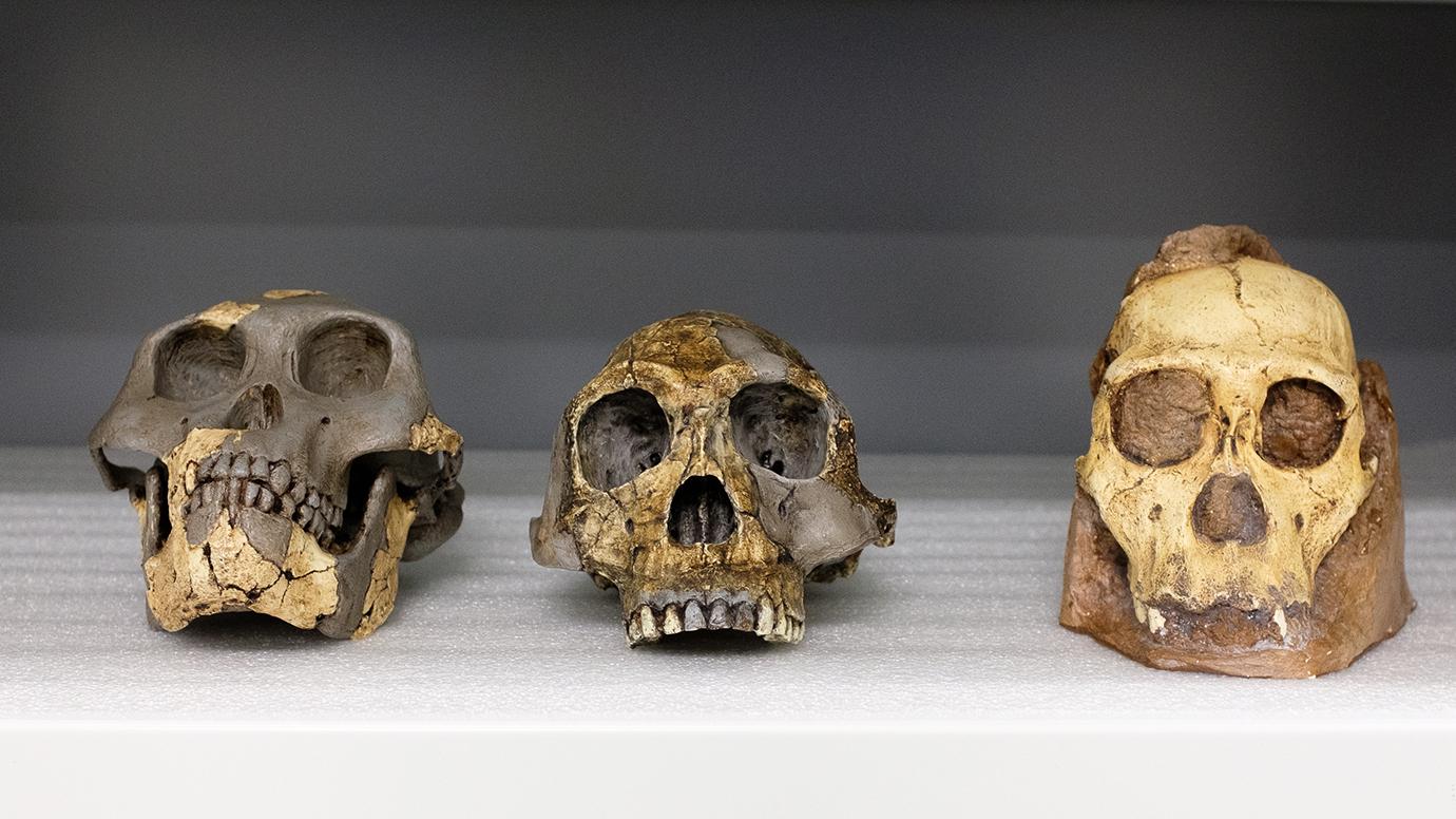 颅骨面貌复原重现人类面容演化历程