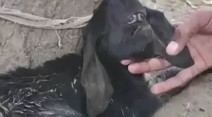 ����ɽ��ӡ����̹�ն�ũ���µ�����ɽ���Ȼֻ��һֻ�۾�