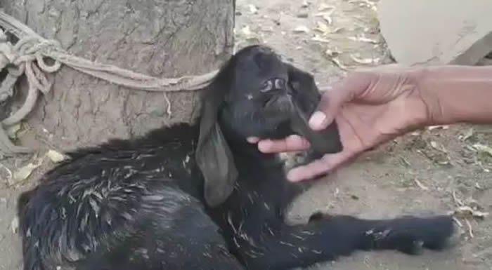 ����ɽ��ӡ����̹�ն�ũ���µ�����ɽ���Ȼֻ��һֻ�۾�