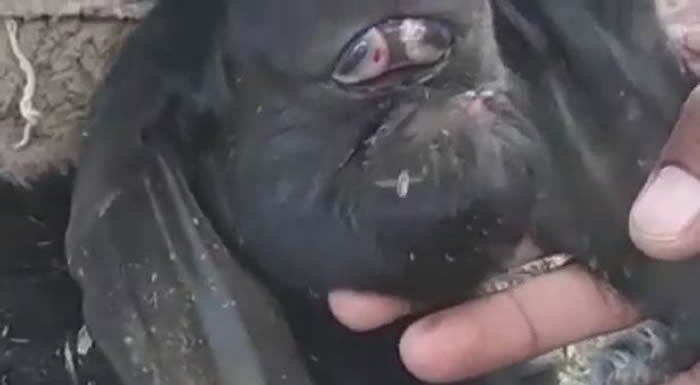 ����ɽ��ӡ����̹�ն�ũ���µ�����ɽ���Ȼֻ��һֻ�۾�