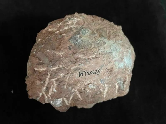 恐龙蛋化石记载的“河源侏罗纪”档案 超2万枚!