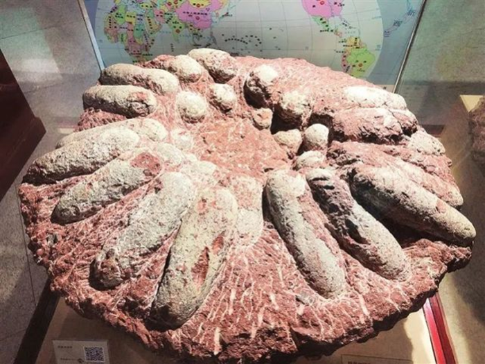 恐龙蛋化石记载的“河源侏罗纪”档案 超2万枚!