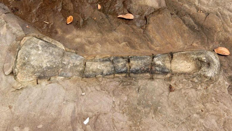 柬埔寨首次发现恐龙化石