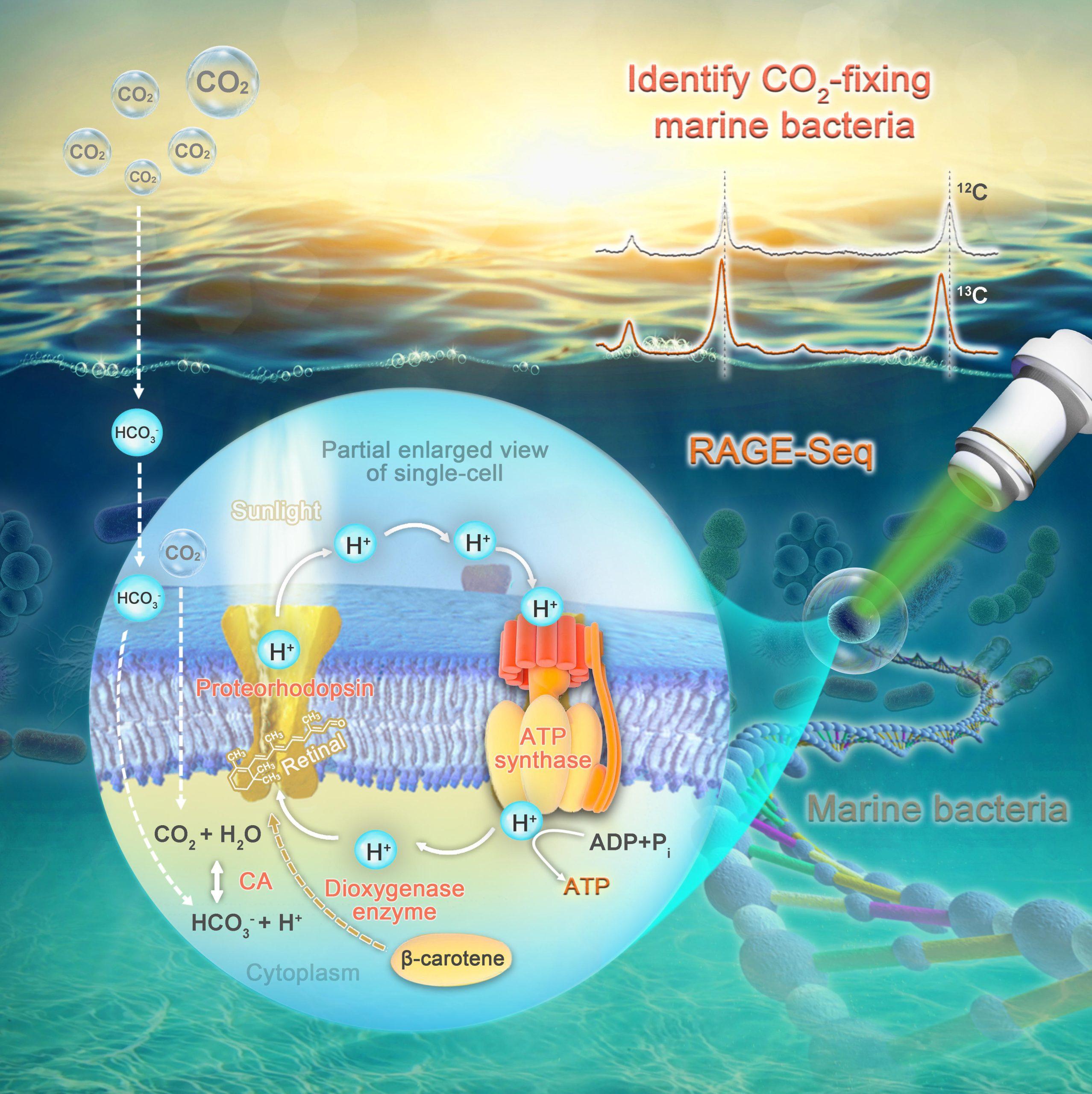 研究表明海洋微生物细菌确实进行了光合作用