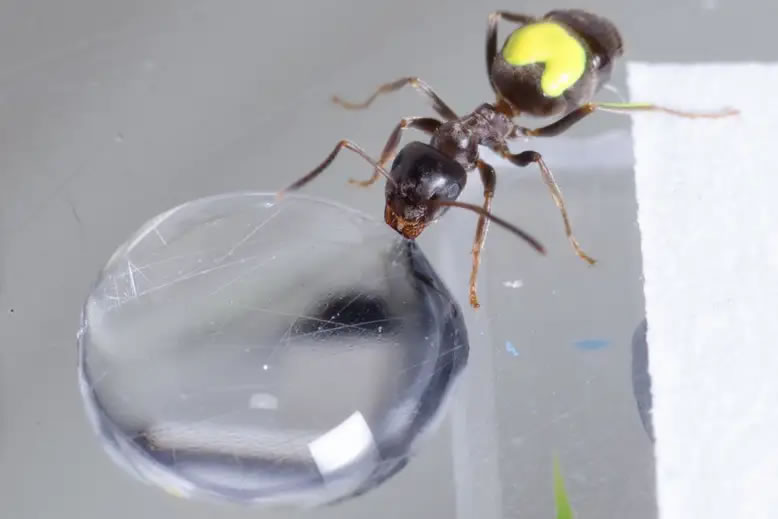 英国《新科学家》周刊网站：蚂蚁在吃了含糖的食物后似乎更加乐观