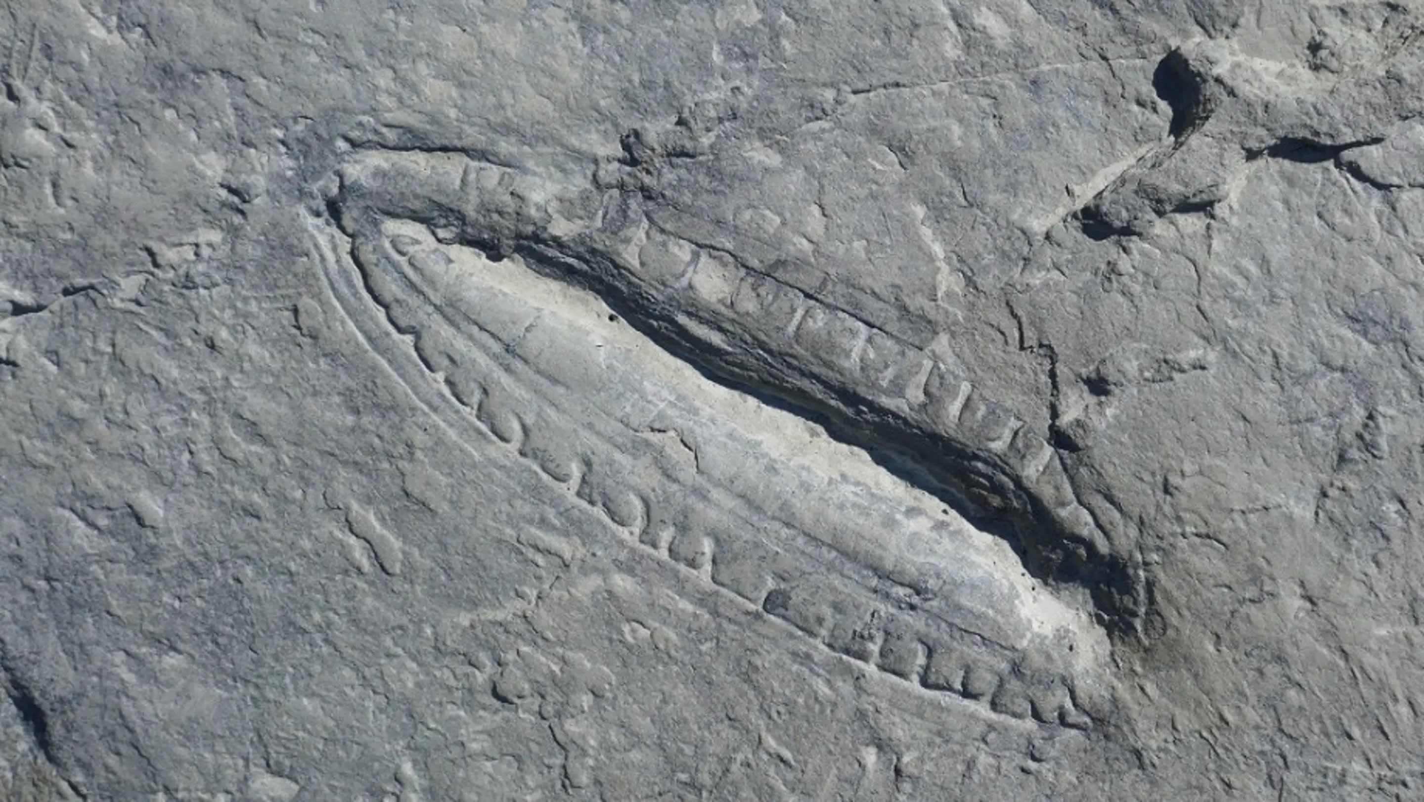 5.58亿年前的金伯拉虫化石中发现最古老的食物遗迹