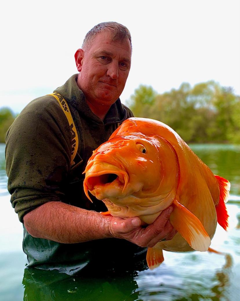法国蓝水湖钓上重达30公斤巨型金鱼？原来是无鳞鲤鱼跟锦鲤的混种