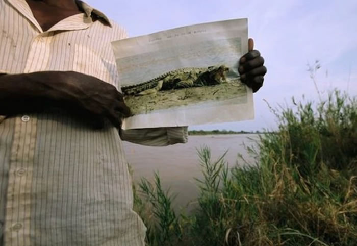 东非布隆迪的坦噶尼喀湖6公尺巨鳄“古斯塔夫”传说吃了300人 放活羊诱捕隔天神秘消失