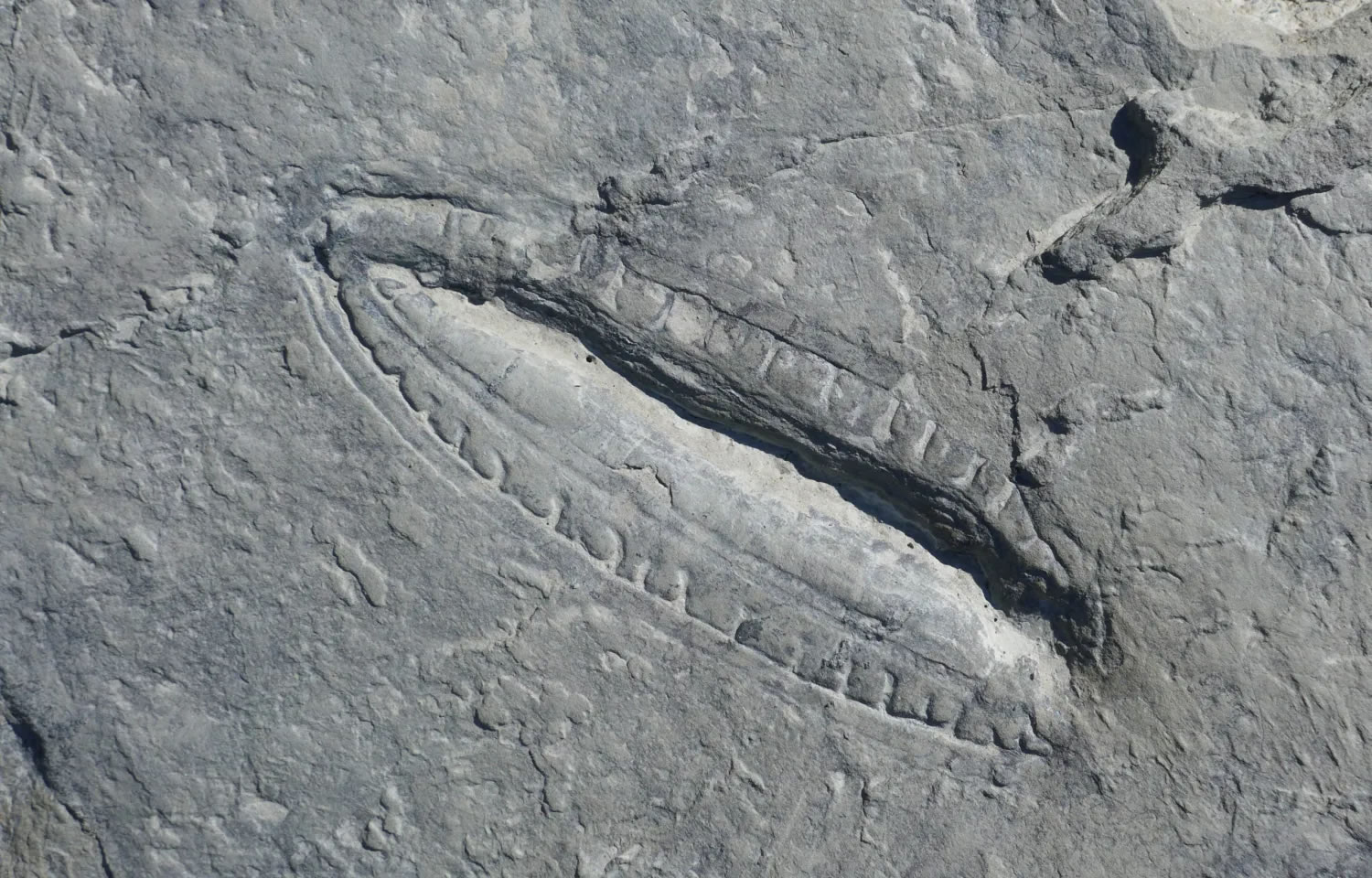 5.5亿年前化石中发现世界上最古老“食物”的痕迹