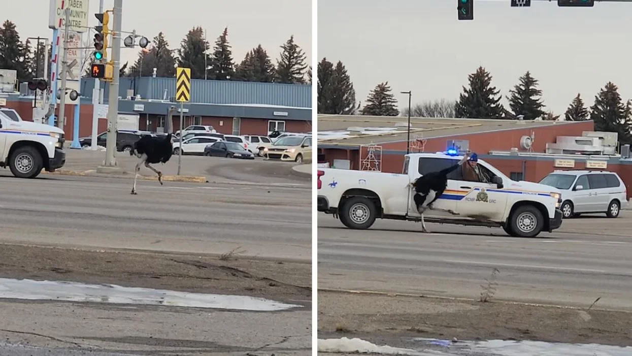 加拿大艾伯塔省民众拍摄到警察开车追捕逃走的鸵鸟