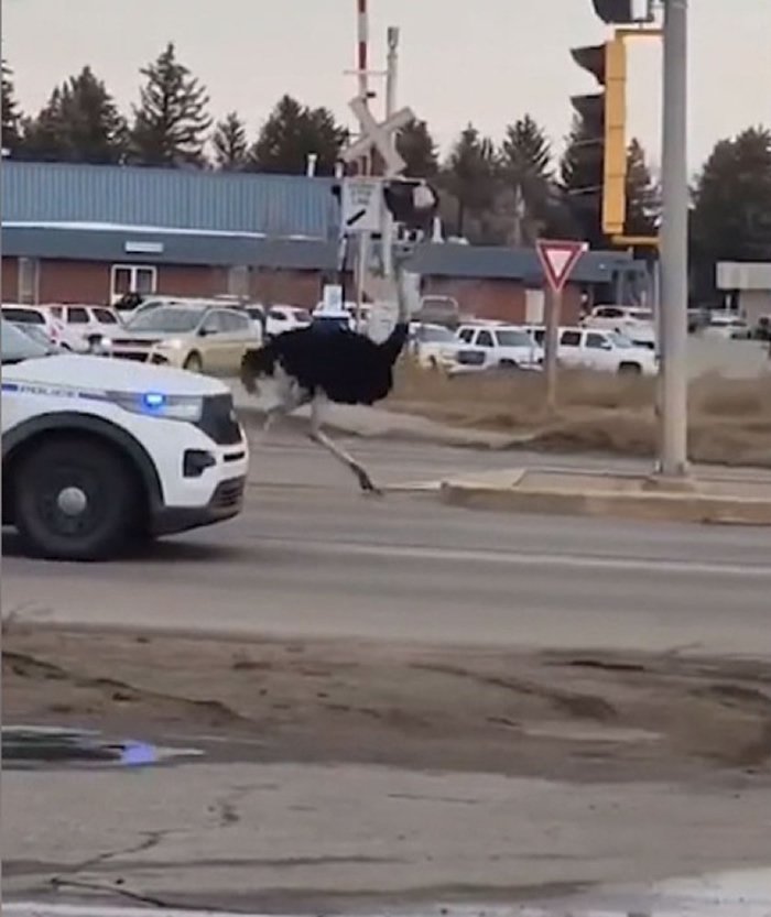 加拿大艾伯塔省民众拍摄到警察开车追捕逃走的鸵鸟