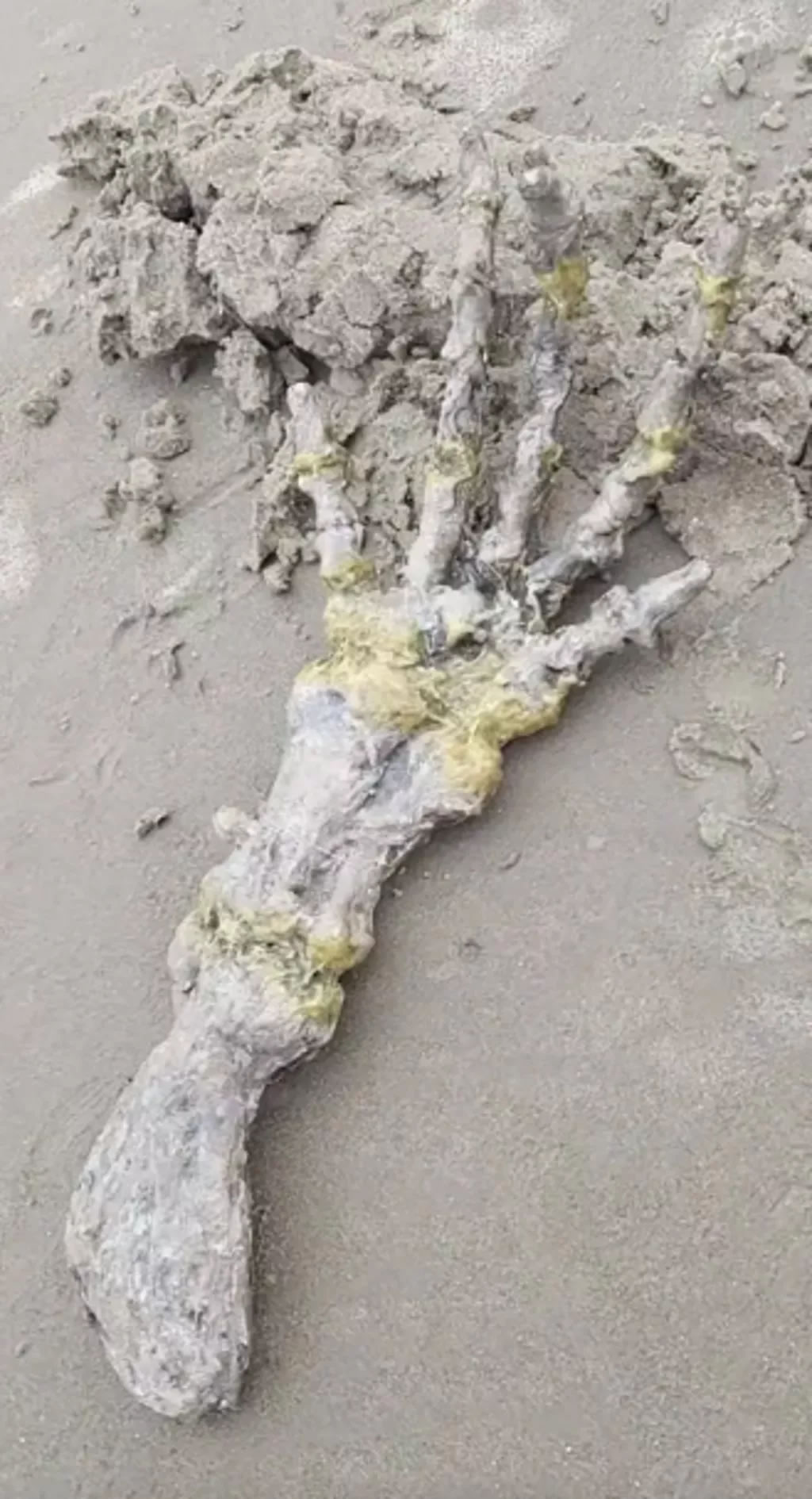 ������̲����һֻ�޴�ġ������ˡ��ֹ�