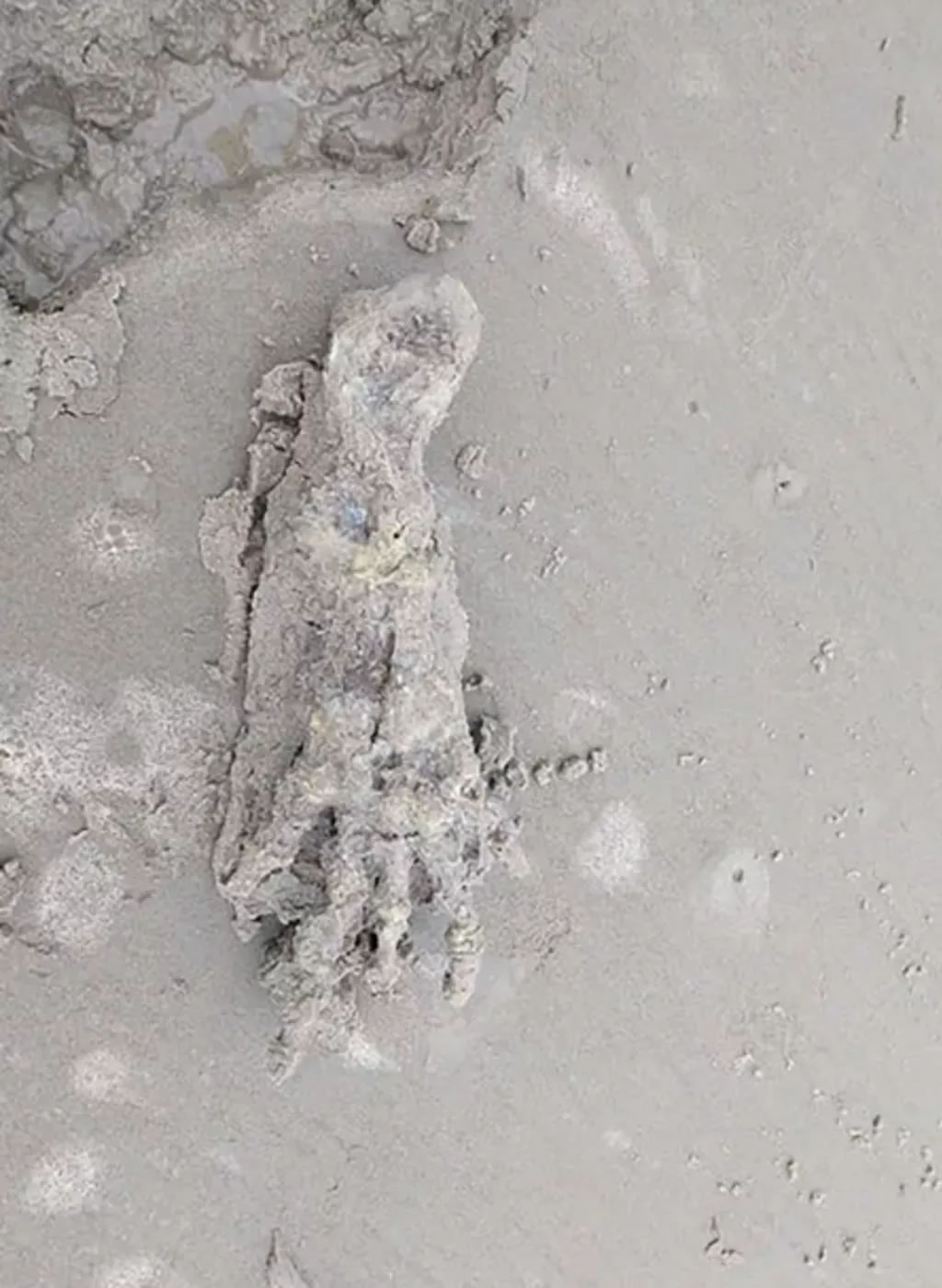 巴西海滩惊现一只巨大的“外星人”手骨
