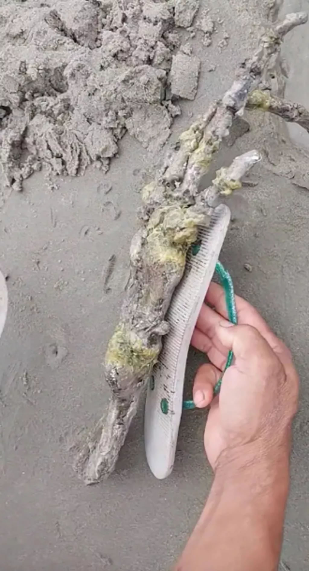 ������̲����һֻ�޴�ġ������ˡ��ֹ�