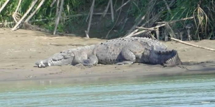 哥斯达黎加8岁男童玩耍时在爸妈面前被一条巨大鳄鱼拖走 1个月后找到碎尸
