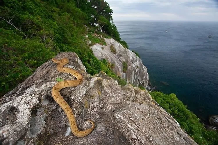 巴西大凯马达岛每平方公尺有5条毒蛇 1909年一家5口登蛇岛惨遭一夜灭门