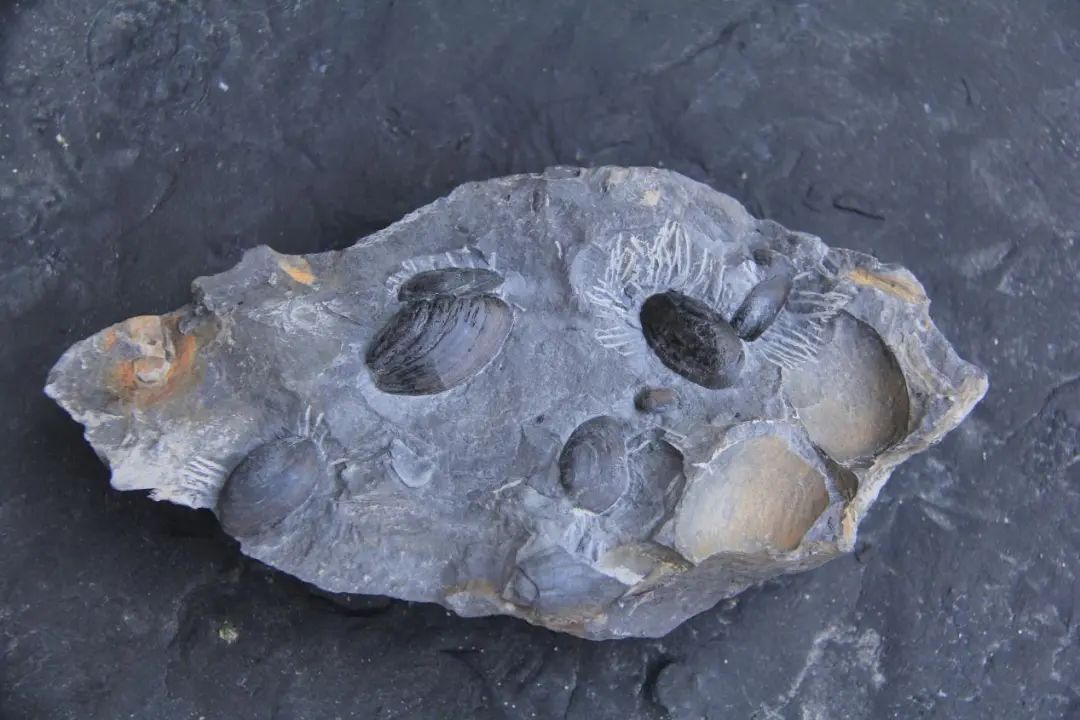 侏罗纪古生物化石现身湖北利川