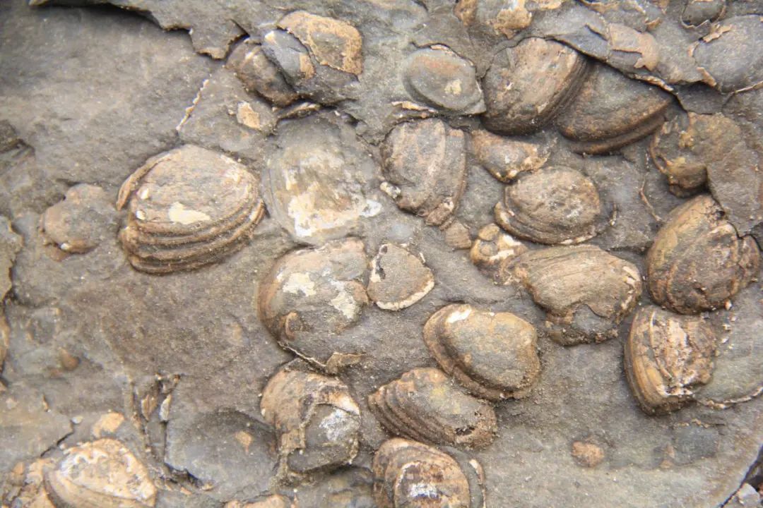 侏罗纪古生物化石现身湖北利川