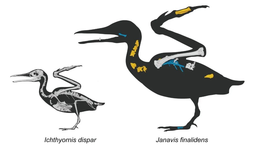 生活在6700万年前的史前齿鸟Janavis finadens颠覆鸟类进化树