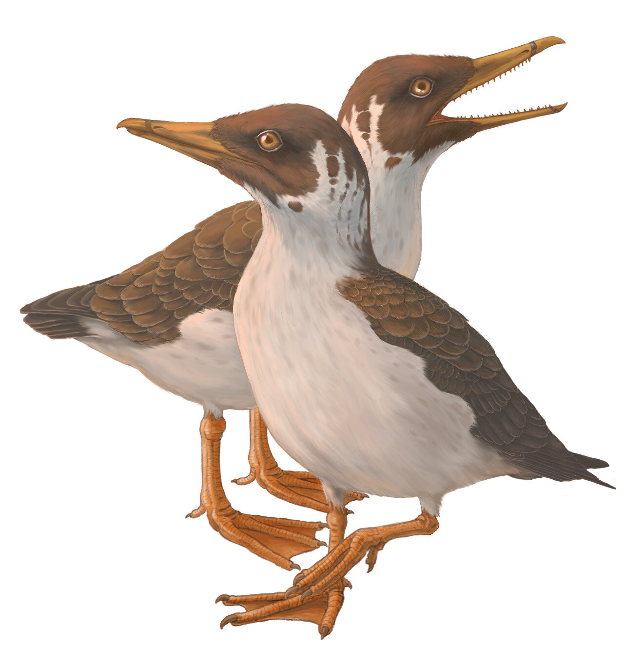 生活在6700万年前的史前齿鸟Janavis finadens颠覆鸟类进化树