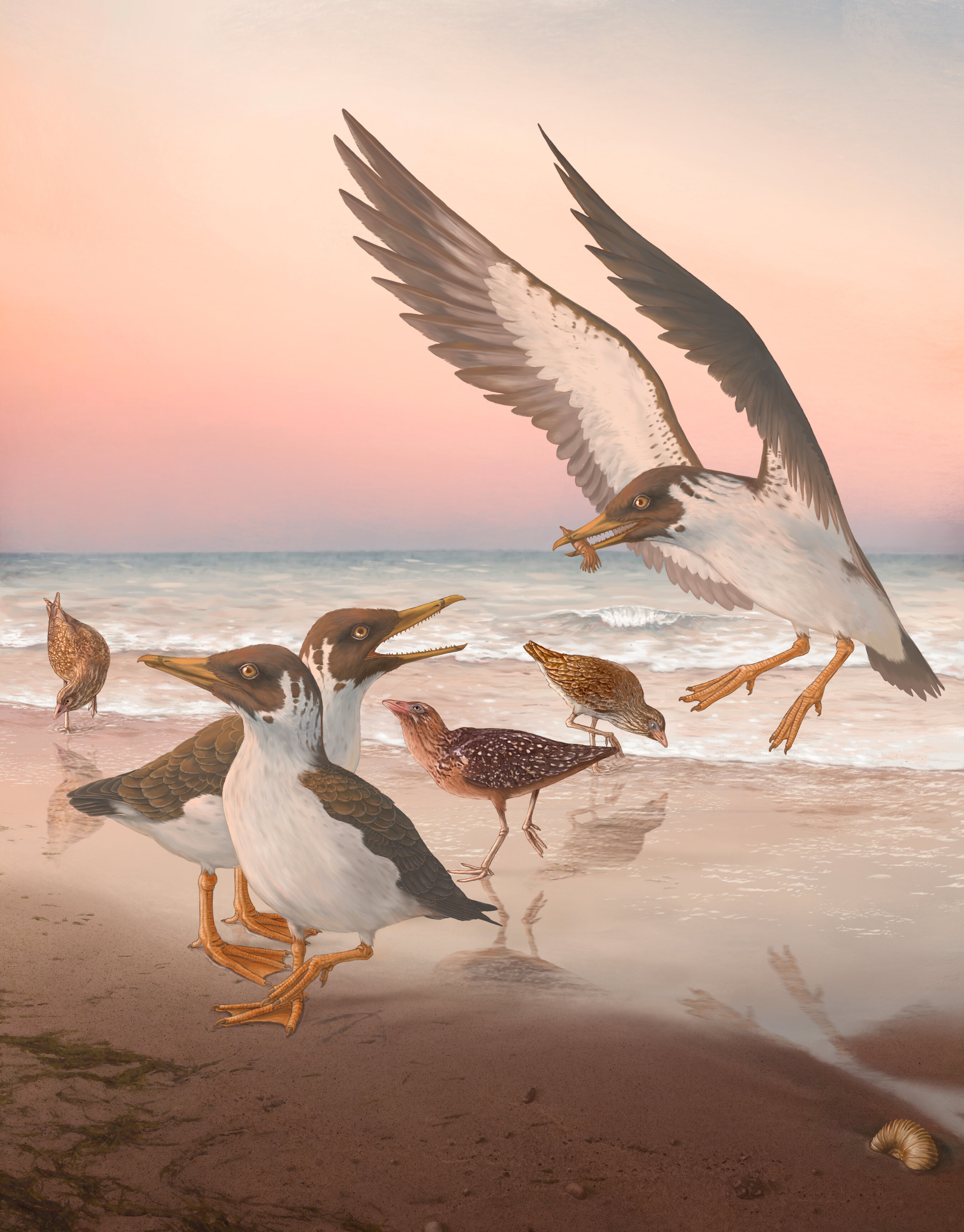化石推翻了有关鸟类进化一个多世纪以来的认知