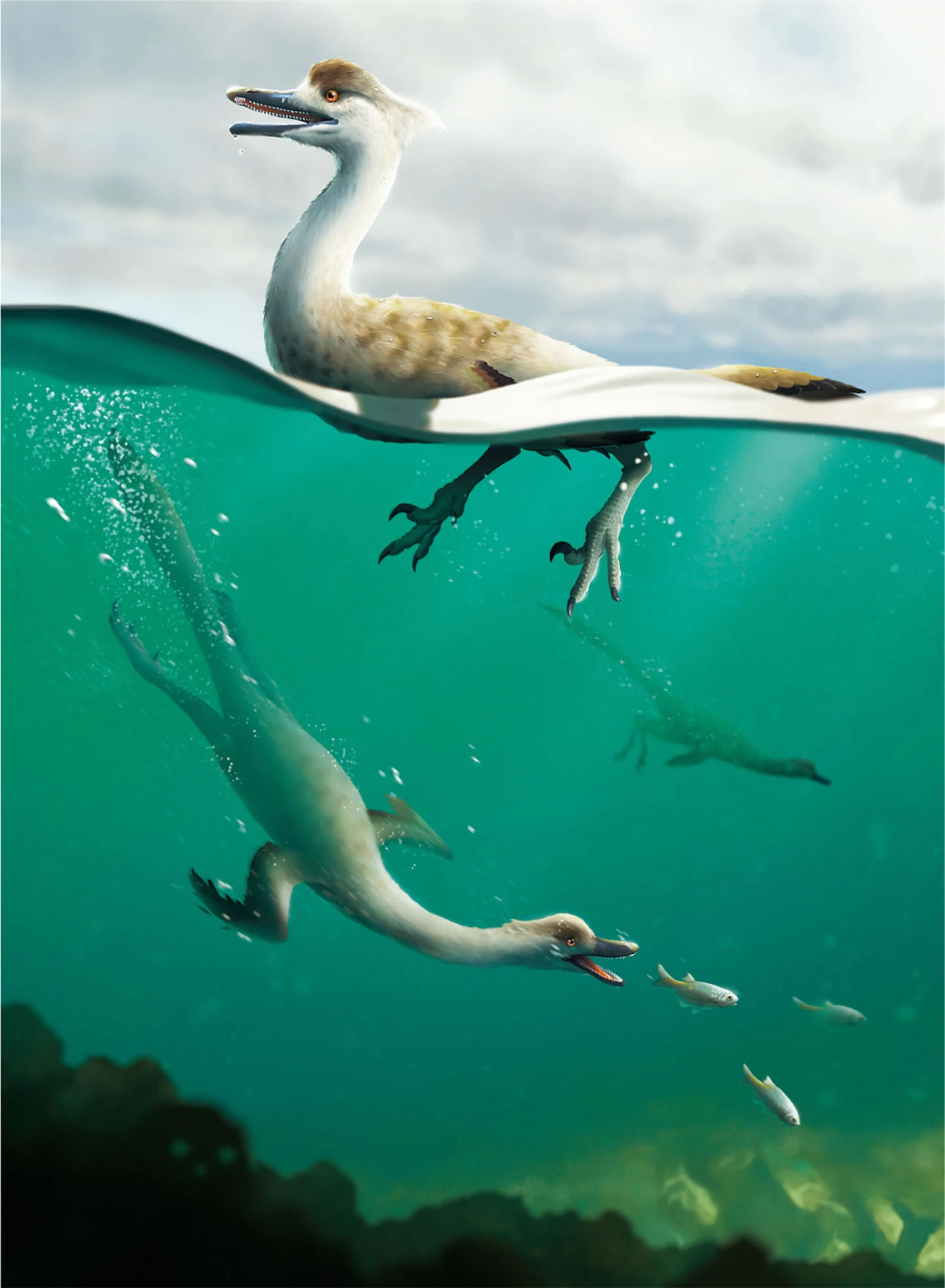 发现首例流线体型捕食性潜水恐龙新物种Natovenator polydontus