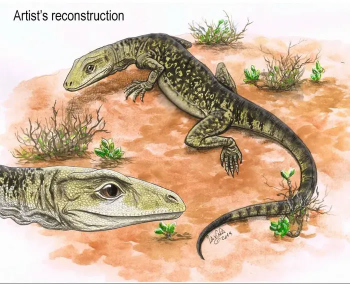 古生物学家在博物馆柜子偶然发现一副骨架化石 几乎改写了现代蜥蜴的历史