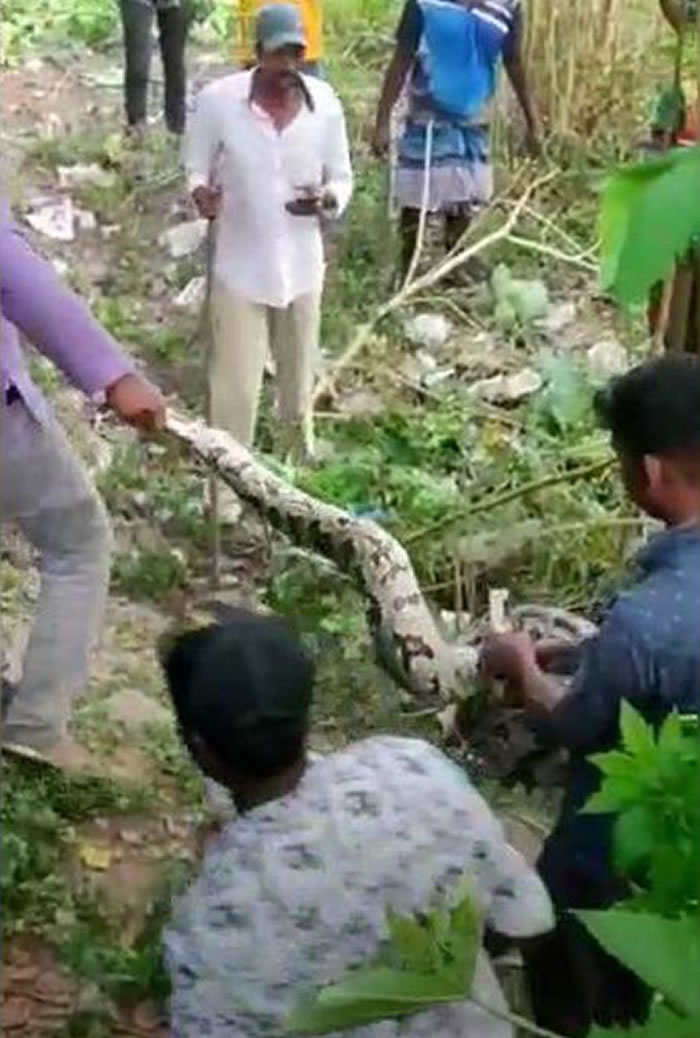 2.7公尺蟒蛇入侵 印度南部泰米尔纳德邦男主人驱赶遭缠身1小时
