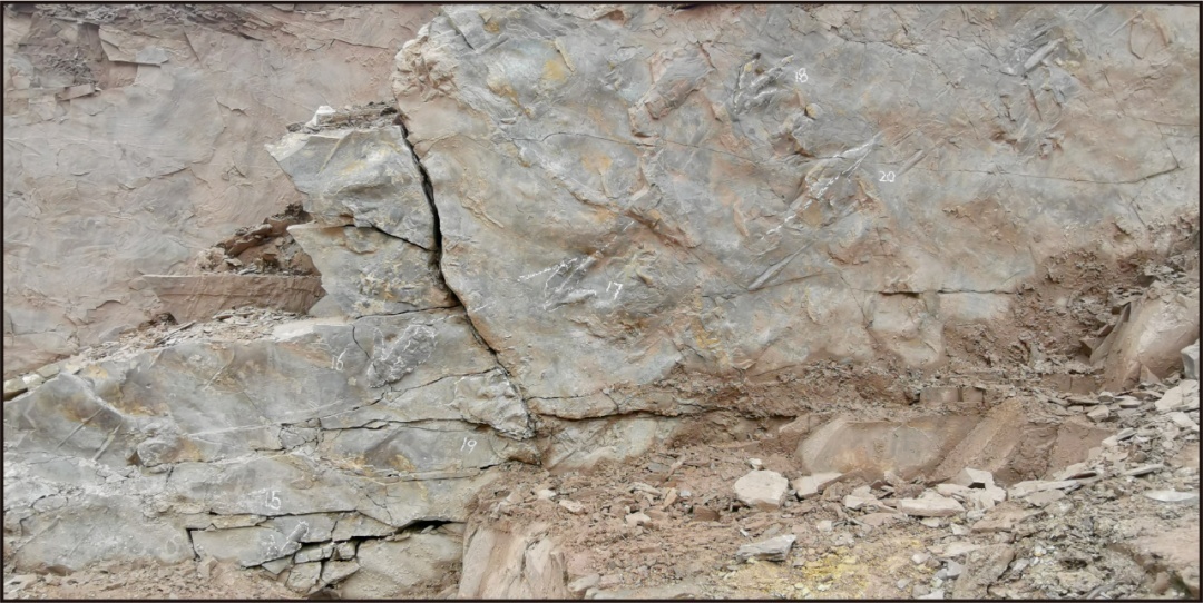 西藏昌都市卡若区发现的西藏第一枚侏罗纪兽脚类恐龙足迹被正式命名为阿涅塘跷脚龙